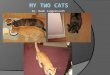By: Noah Jaggernauth. Have you ever thought of how fun cats can be? They can be different colors and breeds. I decided to do my photo essay on my cats