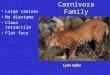 Order Carnivora Family Felidae Large canines No diastema Claws retractile Flat face Lynx rufus