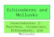 Echinoderms and Mollusks Invertebrates 2: Porifera, Cnidarians, Echinoderms, and Mollusks