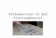 Introduction to Gel Electrophorsis. Model of DNA DNA is Comprised of Four Base Pairs