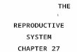 THE 1 REPRODUCTIVE SYSTEM CHAPTER 27 male. 2 Reproductive system – Function: Reproduce the species Reproductive system stays dormant until adolescence
