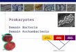 AP Biology 2007-2008 Prokaryotes Domain Bacteria Domain Archaebacteria Domain Bacteria Domain Archaea Domain Eukarya Common ancestor