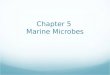 Chapter 5 Marine Microbes. Intro to Microbes Australian Institute for Marine Science Video Viruses Prokaryotes Bacteria and Archaea Eukaryotes Unicellular