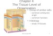 Shina ALagia 20051 Chapter 4 The Tissue Level of Organization Group of similar cells –common embryonic origin –common function Histology –study of tissues