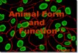 Animal Form and Function Chapter 40. Fate of Embryonic Cell Layers