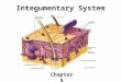 Integumentary System Chapter 5. Overview Composed of skin and it’s derivatives (sweat & oil glands, hairs and nails) Primary function is protection
