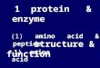 1 1 protein & enzyme structure & function (1) amino acid & peptide 1) amino acid