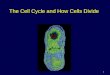 1 The Cell Cycle and How Cells Divide. 2 Phases of the Cell Cycle The cell cycle consists of – Interphase – normal cell activity – The mitotic phase –