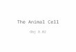 The Animal Cell Obj 8.02. The Cell Body is made up of millions of cells Basic unit of the body and life
