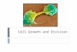Cell Growth and Division. The Cell Cycle  The cycle of growth, DNA synthesis, and division is essential for an organism to grow and heal.  If it goes