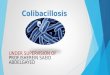 Colibacillosis UNDER SUPERVISION OF PROF./SHEREIN SAEID ABDELGAYED