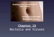 Chapter 19 Bacteria and Viruses. Remember homeostasis? Maintaining proper internal conditions pH, temp., water/salt balance, O2, CO2, etc