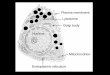 1. Membrane Organization and the Plasma Membrane 1a. The lipid bilayer