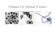 Chapter 14: Animal Viruses. How do animal viruses differ from bacterial viruses? Attachment or entry into the cell Replication of viral nucleic acid (remember