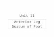 Unit 11 Anterior Leg Dorsum of Foot. Locate bones of the foot Talus Calcaneus Cuboid Navicular Cuneiforms 5 Metatarsals and 14 Phalanges BonesPlate 523A
