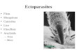 Ectoparasites Fleas Mosquitoes Cuterebra Lice Flies/Bots Arachnids – Ticks – Mites