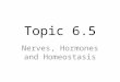 Topic 6.5 Nerves, Hormones and Homeostasis. 6.5.1 CNS, PNS and neurones CNS = brain and spinal cord PNS = all nerves outside the CNS – 2 categories of