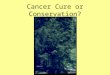 Cancer Cure or Conservation?. Pacific Yew Taxus brevifolia Coniferous tree Shade tolerant In undisturbed stands is usually found as an understory tree