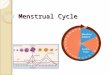 Menstrual Cycle. The Cycle Strongly linked to the endocrine system (hormone based) Typically takes 28 days to cycle through 4 phases ◦ Follicular ◦ Ovulation
