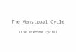 The Menstrual Cycle (The uterine cycle) Three main stages Menstrual Stage Proliferation Stage Secretion Stage