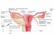 Ovaries fallopian tubes uterus vagina External genitalia