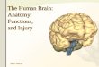 The Human Brain: Anatomy, Functions, and Injury. Main Menu Brain Anatomy Brain Functions Injury Mechanisms