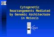 Cytogenetic Rearrangements Mediated by Genomic Architecture in Meiosis 22q11