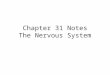 Chapter 31 Notes The Nervous System. The Nervous System: is a rapid communication system using electrical signals. enables movement, perception, thought,