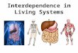 Interdependence in Living Systems. Systems Any group of parts that work together as a unit