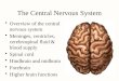 The Central Nervous System Overview of the central nervous system Meninges, ventricles, cerebrospinal fluid & blood supply Spinal cord Hindbrain and midbrain