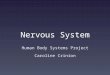 Nervous System Human Body Systems Project Caroline Crinion