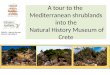 A tour to the Mediterranean shrublands into the Natural History Museum of Crete 250579 – Natural Europe CIP-ICT PSP-2009-3