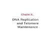 Chapter 6: DNA Replication and Telomere Maintenance