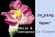 1 Mobile & Transposable Elements Ju m ping Gene s