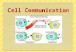 Cell Communication. Overview: The Cellular Internet Cell-to-cell communication is absolutely essential for multicellular organisms Nerve cells must communicate