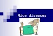 Mice diseases. Bacterial diseases MRM Mycoplasma pulmonis is the cause of murine respiratory mycoplasmosis, or MRM In the respiratory tract, M. pulmonis