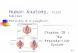 28-1 Human Anatomy, First Edition McKinley & O'Loughlin Chapter 28 : The Reproductive System