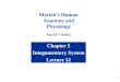 1 Chapter 5 Integumentary System Lecture 12 Marieb’s Human Anatomy and Physiology Marieb  Hoehn