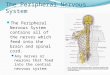 The Peripheral Nervous System The Peripheral Nervous System contains all of the nerves which feed into the brain and spinal cord. Any nerves or neurons