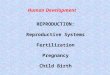 Human Development REPRODUCTION: Reproductive Systems Fertilization Pregnancy Child Birth