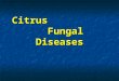 Citrus Fungal Diseases. Citrus Gumosis Phytophthora Fruit Rot( Brown rot )