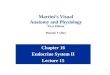 1 Chapter 16 Endocrine System II Lecture 15 Martini’s Visual Anatomy and Physiology First Edition Martini  Ober