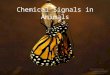 Chemical Signals in Animals. Learning Objectives (3/2/09) Differentiate between types of cellular chemical messages: autocrine, paracrine, and neuroendocrine