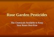 Rose Garden Pesticides The Chemicals Available to Keep Your Roses Pest-Free
