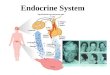 Endocrine System. Outline of major players Endocrine System Pituitary gland “Master Gland” Organs of the Endocrine system Thyroid Parathyroid Adrenals