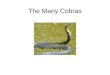 The Many Cobras. Common Names King Cobra Asian Cobra Indian Cobra Spectacled Cobra Cobra De Capello