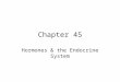 Chapter 45 Hormones & the Endocrine System. Main Ideas 1.) A hormone is a chemical signal that is secreted into the circulatory system & communicates