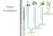 Plant Evolution Evolved from green algae (450 mya) –B–Both have chlorophyll, store energy as starch, DNA similarities Green algae ancestor –M–Multicellular