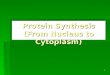 1 Protein Synthesis (From Nucleus to Cytoplasm). 2 The Central Dogma   