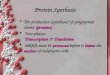 Protein Synthesis  The production (synthesis) of polypeptide chains (proteins)  Two phases: Transcription & Translation  mRNA must be processed before